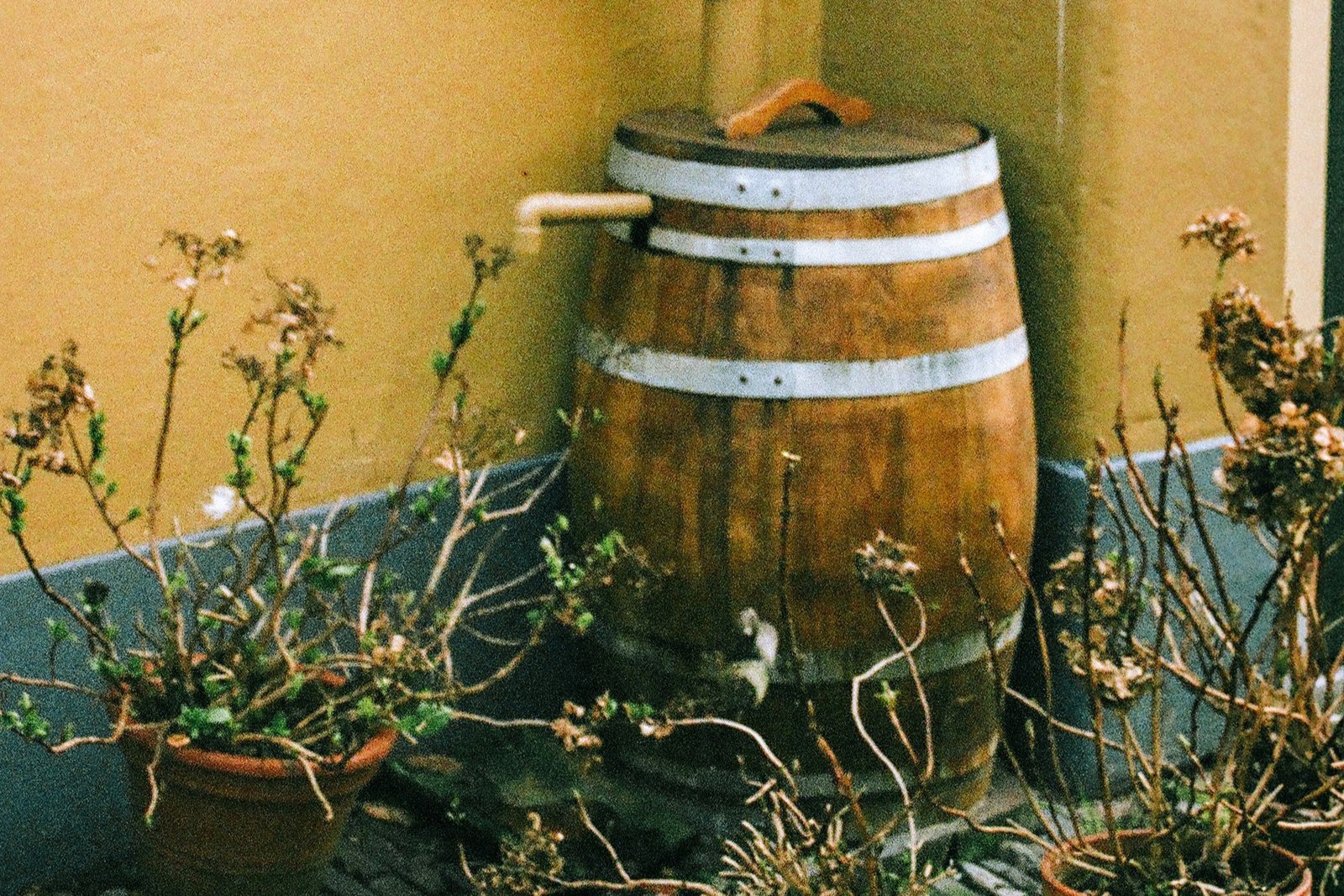 Garten wird mit Regenwasser bewässert