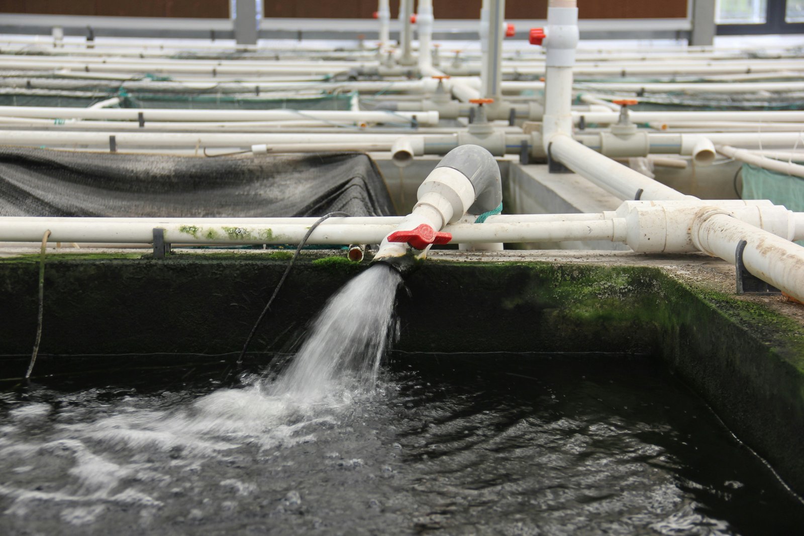 Tauchpumpe im Wasser