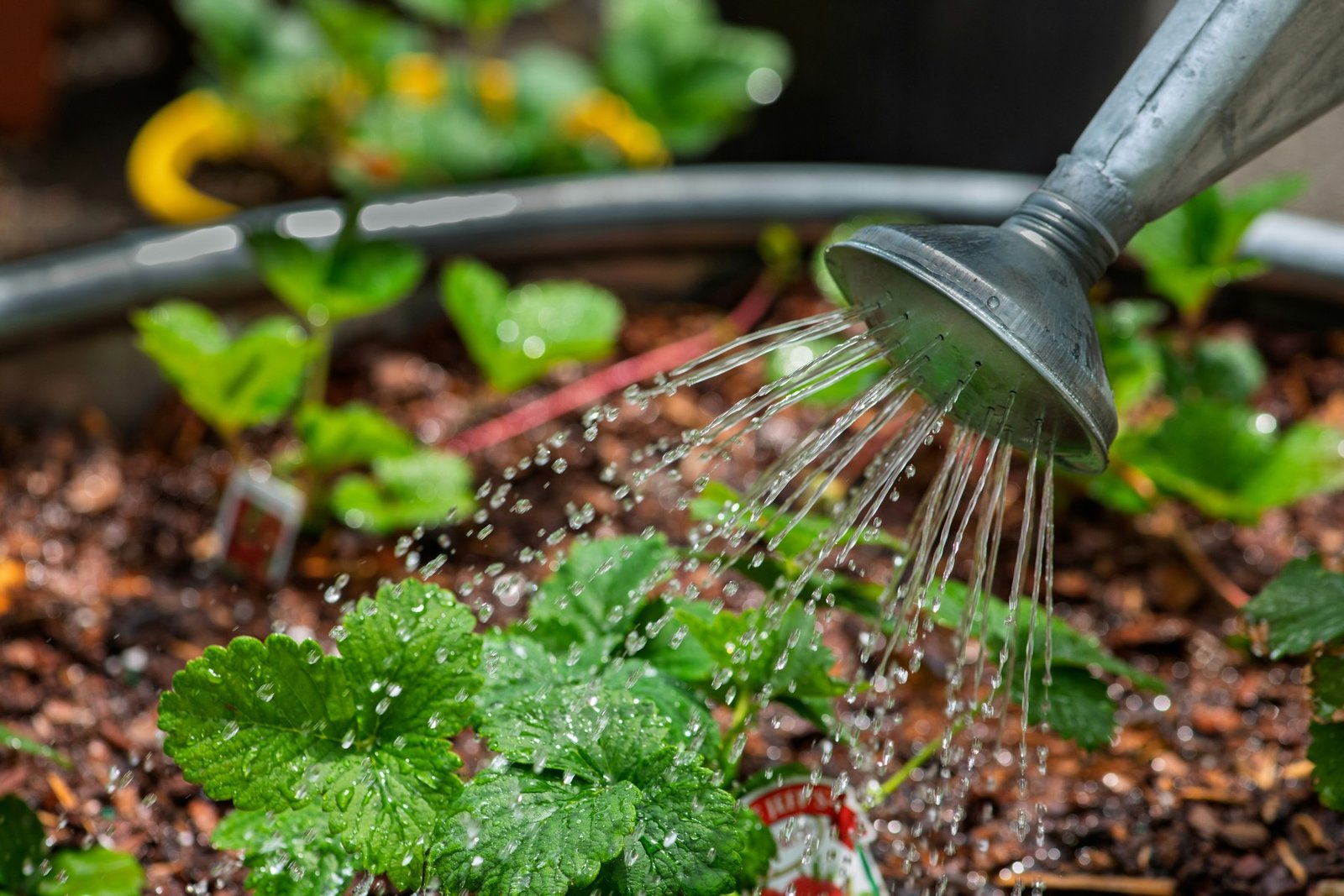 Pflanzen werden im Garten bewässert